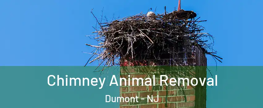 Chimney Animal Removal Dumont - NJ